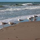 freezing gulls, Balzic Sea Germany Juli 2012