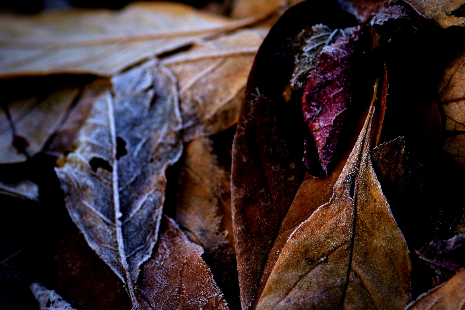 freezing leaves