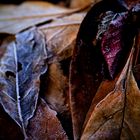 freezing leaves