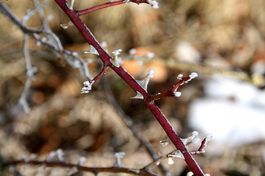 freezing thorns