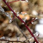 freezing thorns