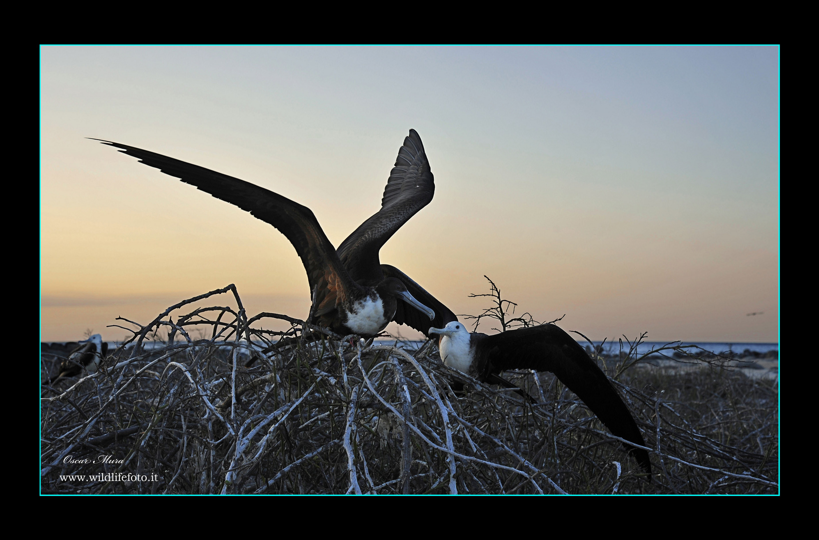   Fregata Magnifica #galapagos  Oscar Mura https://www.wildlifefoto.it/