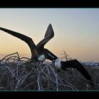   Fregata Magnifica #galapagos  Oscar Mura https://www.wildlifefoto.it/