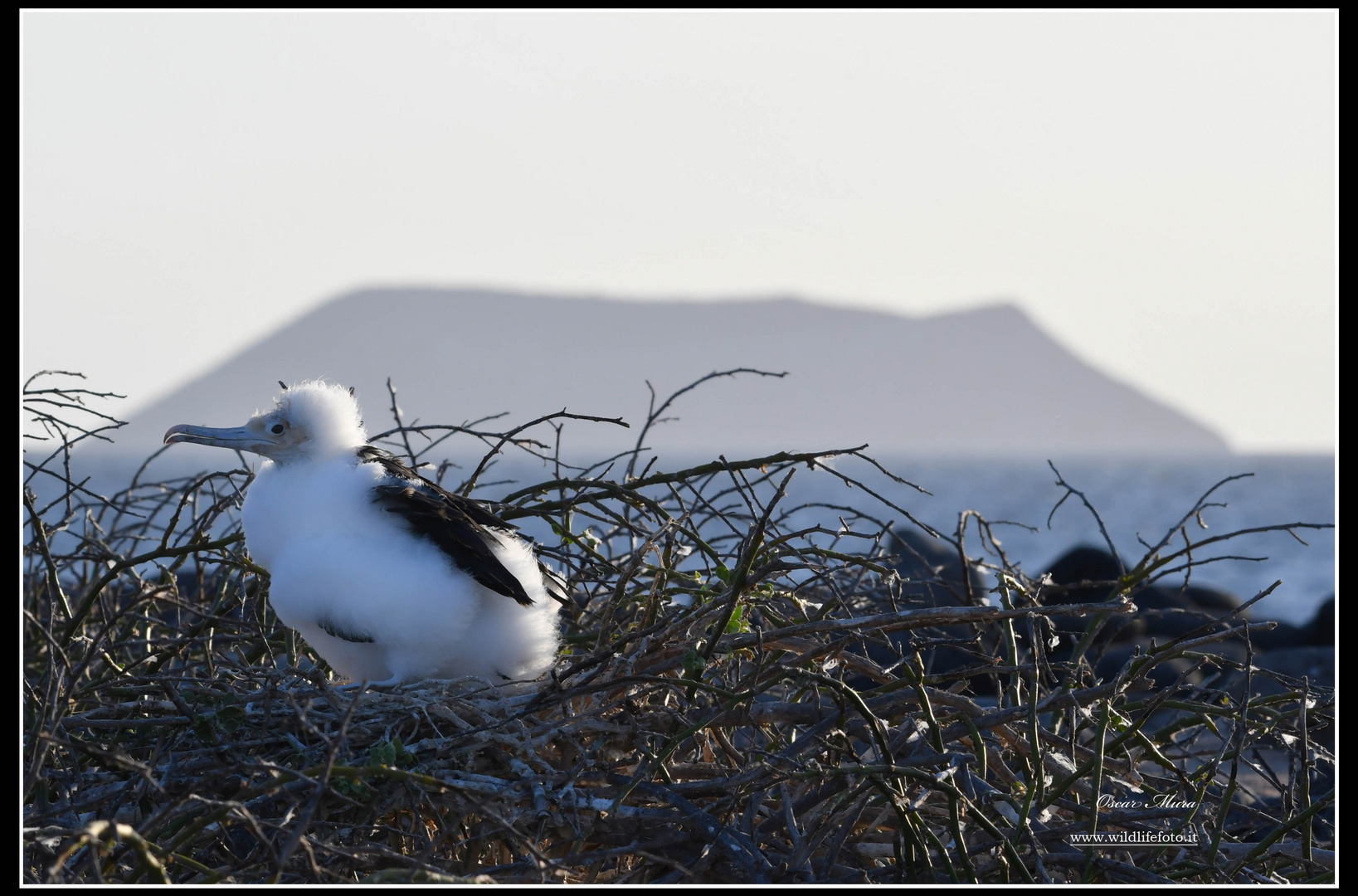 Fregata magnifica #galapagos #oscarmura workshop https://www.wildlifefoto.it/