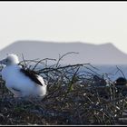 Fregata magnifica #galapagos #oscarmura workshop https://www.wildlifefoto.it/