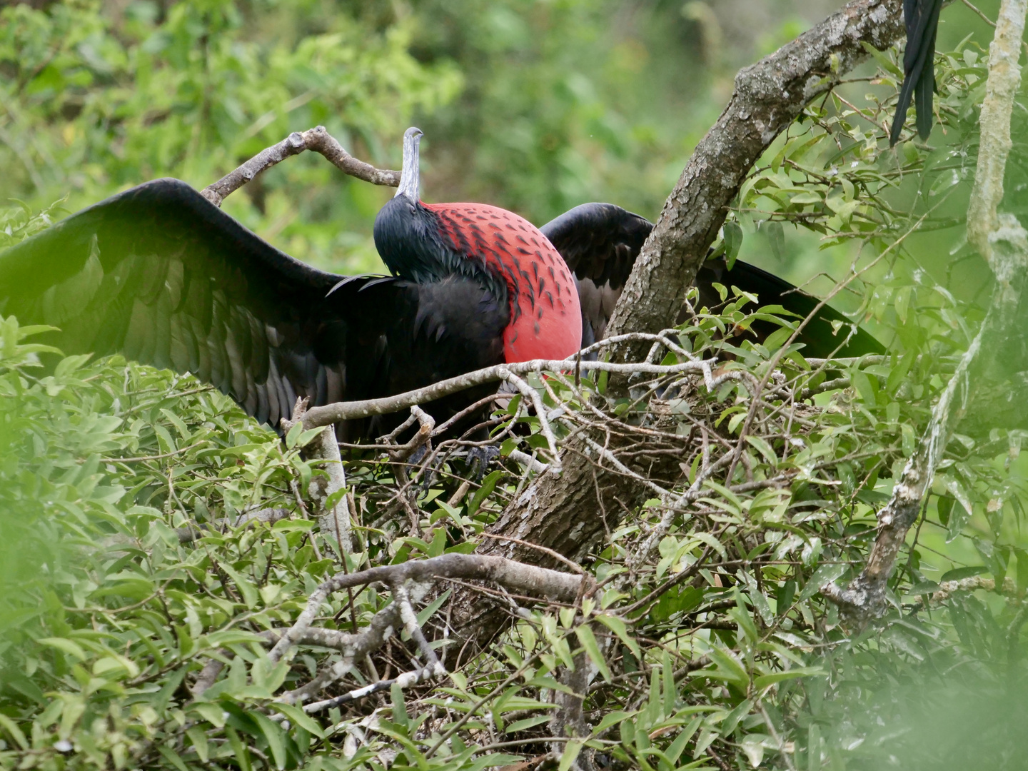 Fregattvögel bei der Balz