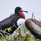 Fregattvögel bei der Balz