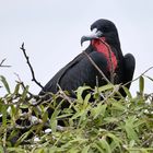 Fregattvögel bei der Balz