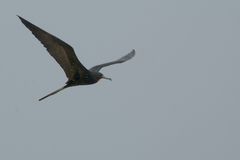 Fregattvogel auf Galapagos