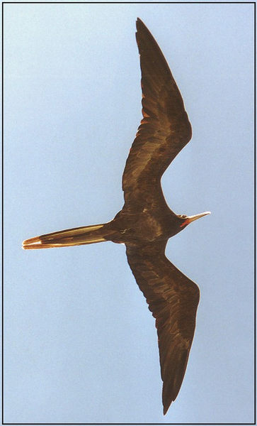 Fregattvogel auf Galápagos