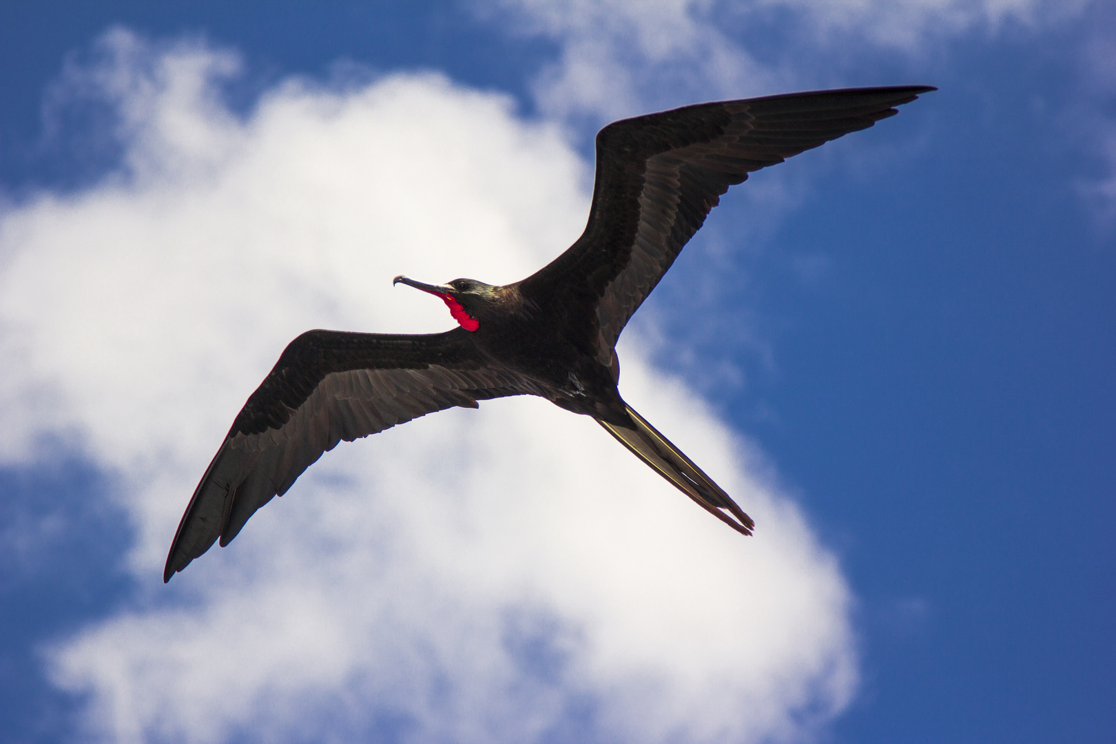 Fregattvogel Galapagos