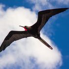 Fregattvogel Galapagos