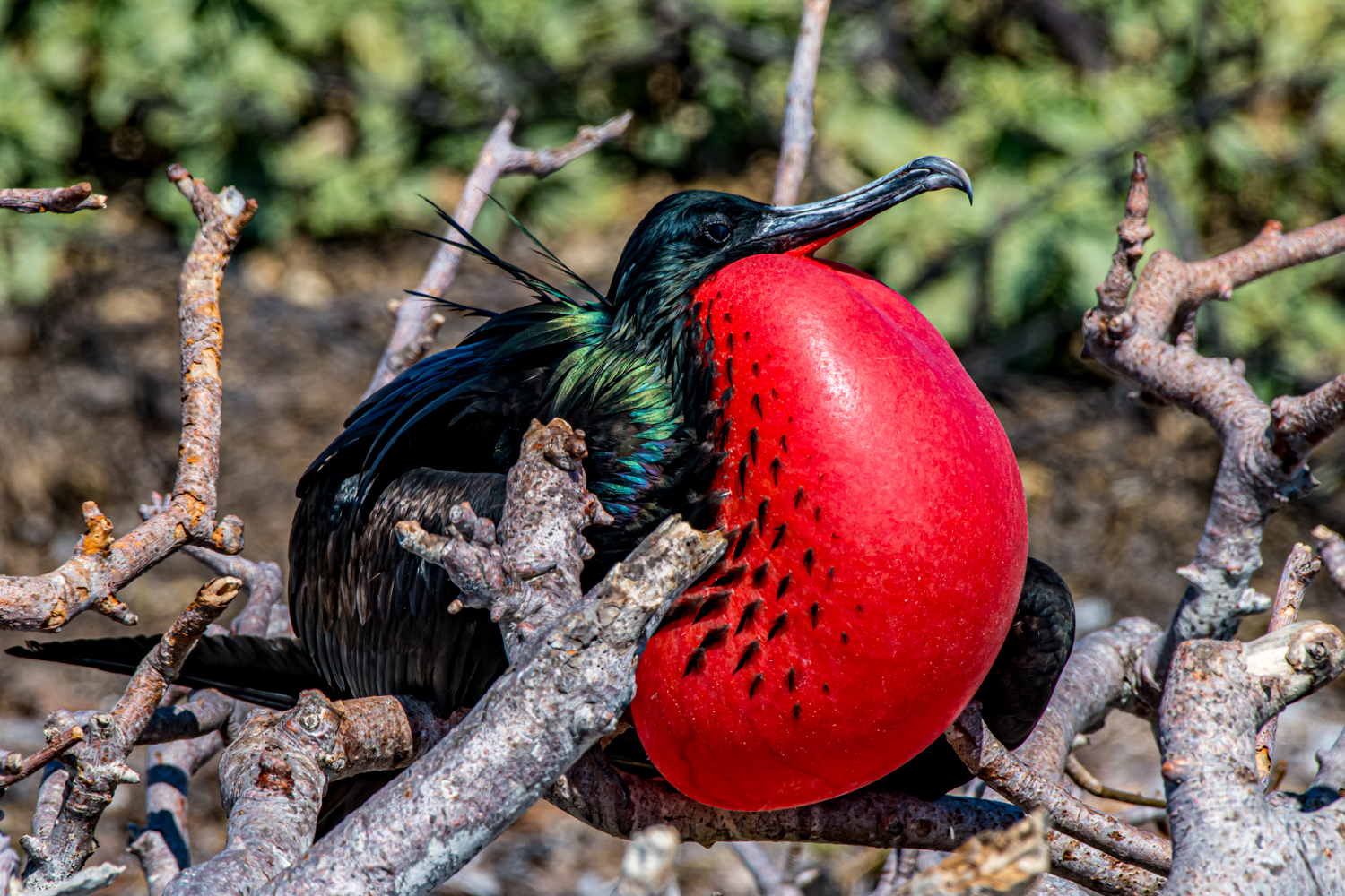 Fregattvogel Genovesa Galapagos