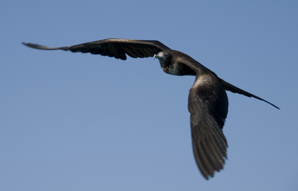 Fregattvogel im Anflug (Galapagos Archipel)