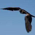 Fregattvogel im Anflug (Galapagos Archipel)