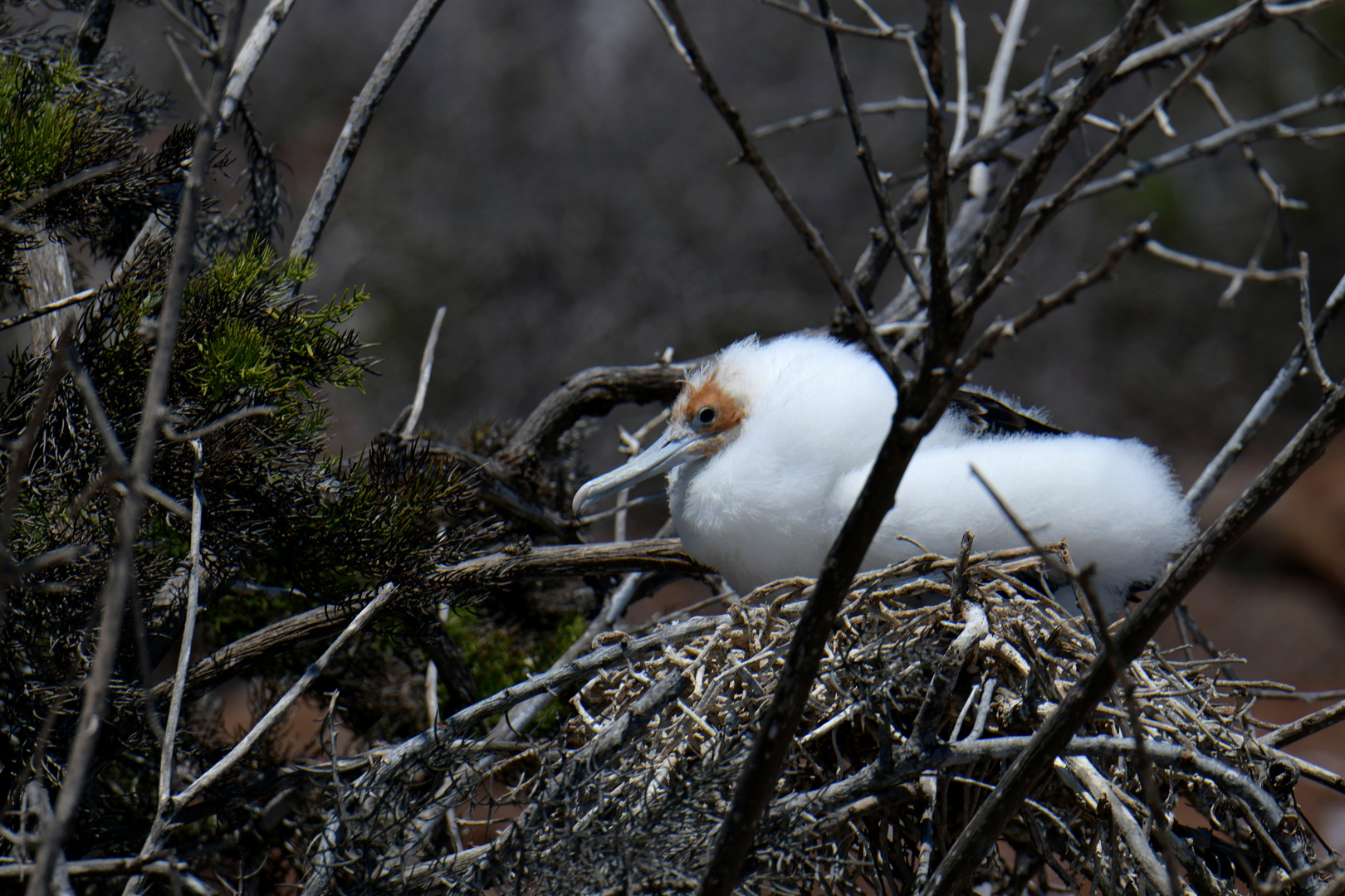 Fregattvogel im Nest