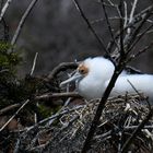 Fregattvogel im Nest