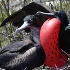 Fregattvogel mit aufgeblähtem Kehlsack auf der Balz