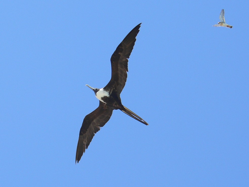 Fregattvogel mit Begleitung