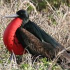 Fregattvogel mit Kehlsack