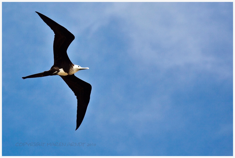 Fregattvogel, oder...