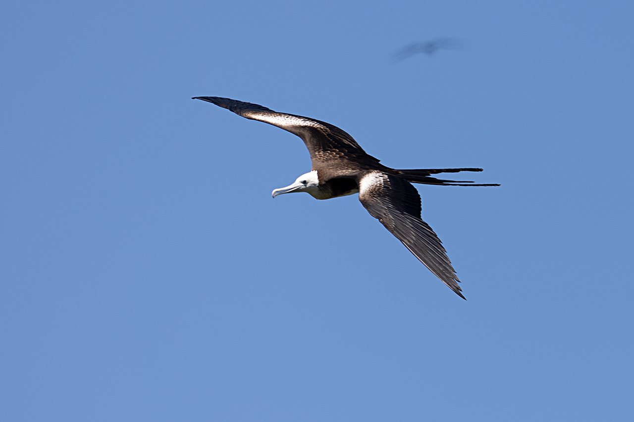 Fregattvogel-Weibchen