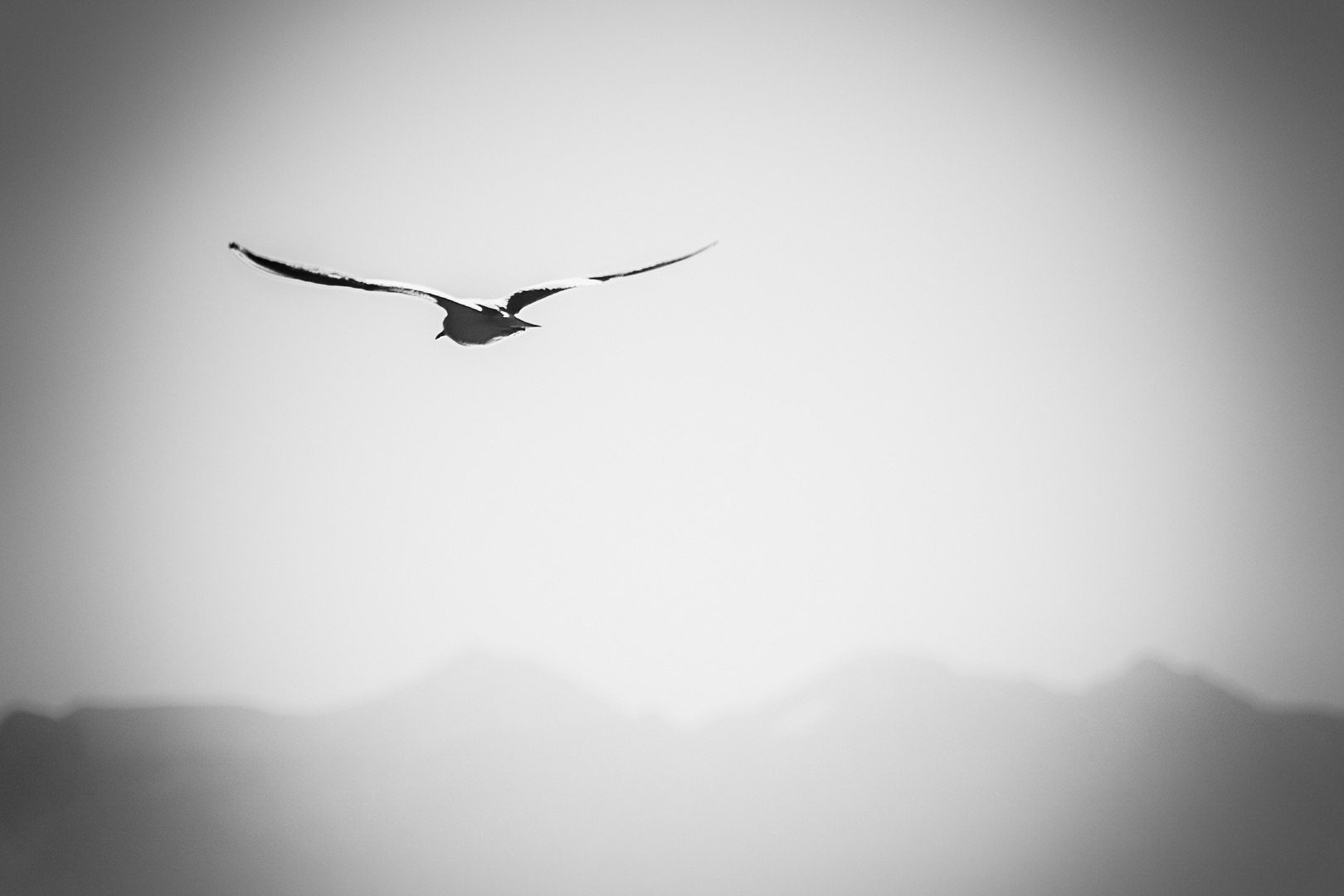 Frei Foto & Bild tiere, wildlife, starnberger see Bilder auf