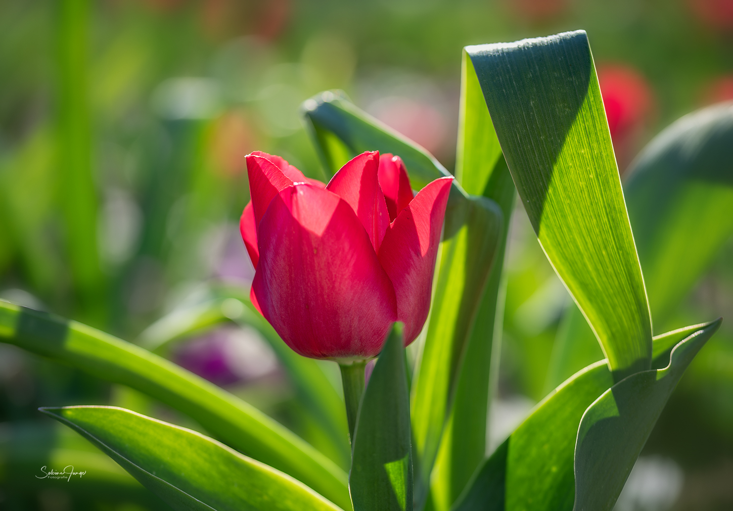 Frei blühende Tulpe ;-)