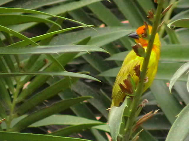 Frei fliegende Vögel in Kenya