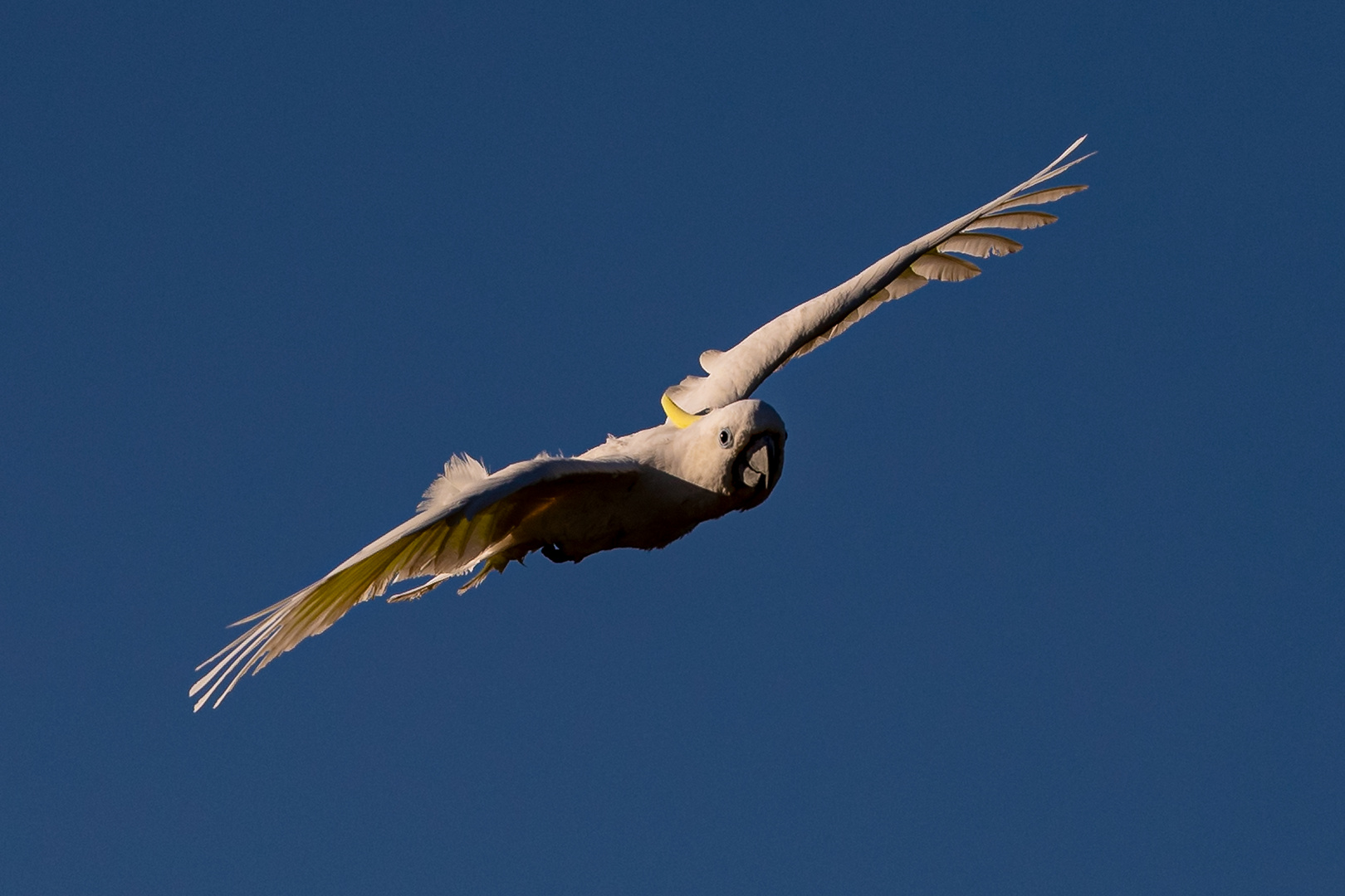 Frei fliegender Kakadu in der Westruper Heide.