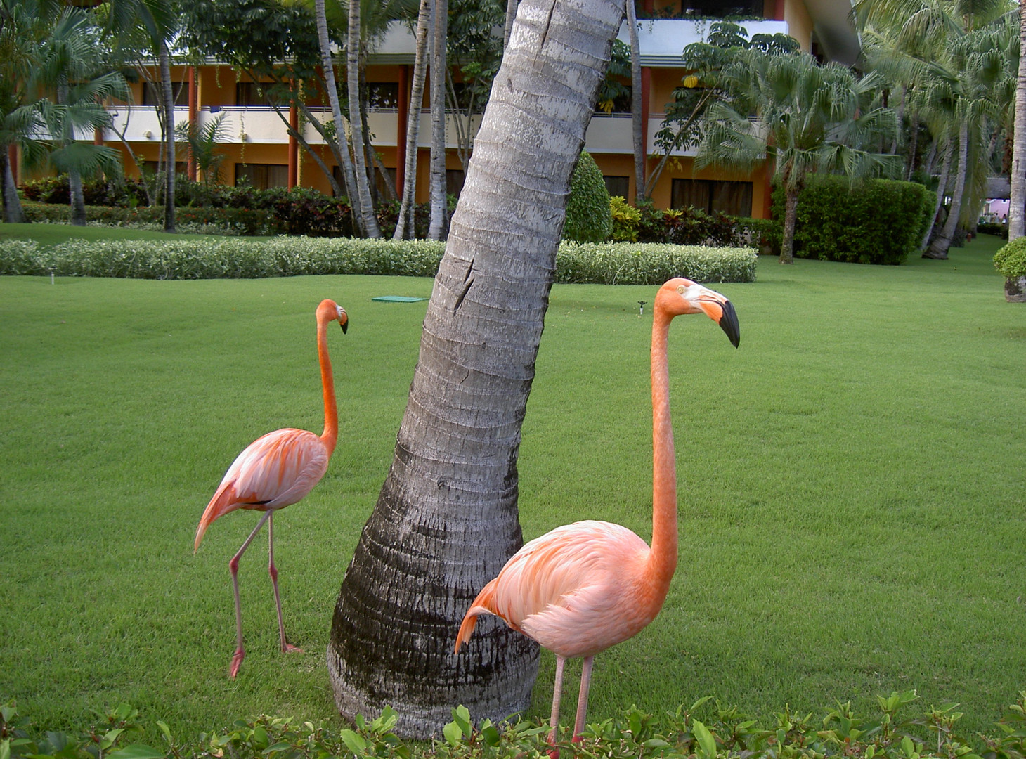 Frei lebende Flamingos im Hotelgelände im Iberostar Hotel