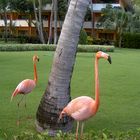 Frei lebende Flamingos im Hotelgelände im Iberostar Hotel