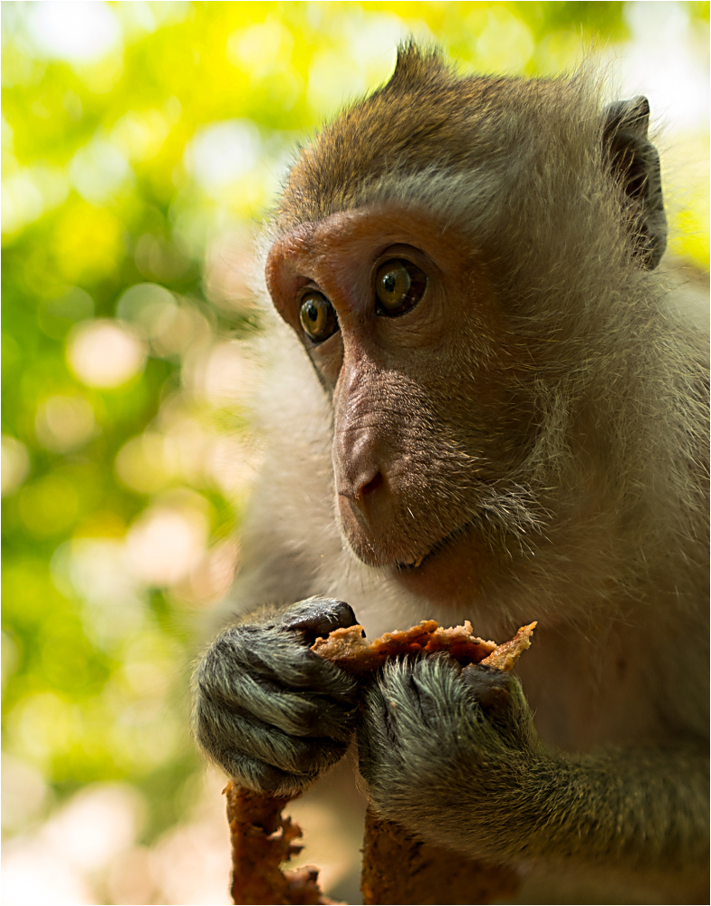 Frei lebende Makaken in Thailand (Krabi)