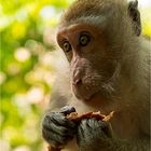 Frei lebende Makaken in Thailand (Krabi)