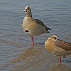 frei nach dem Lied "ein Männlein steht im Walde" : zwei Gänse stehn im Wasser auf einem Bein