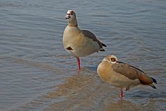 frei nach dem Lied "ein Männlein steht im Walde" : zwei Gänse stehn im Wasser auf einem Bein