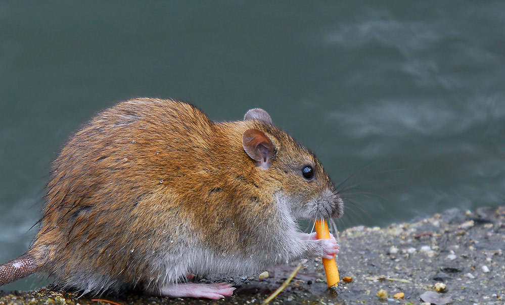 frei nach: Der Rattenfänger von Hameln