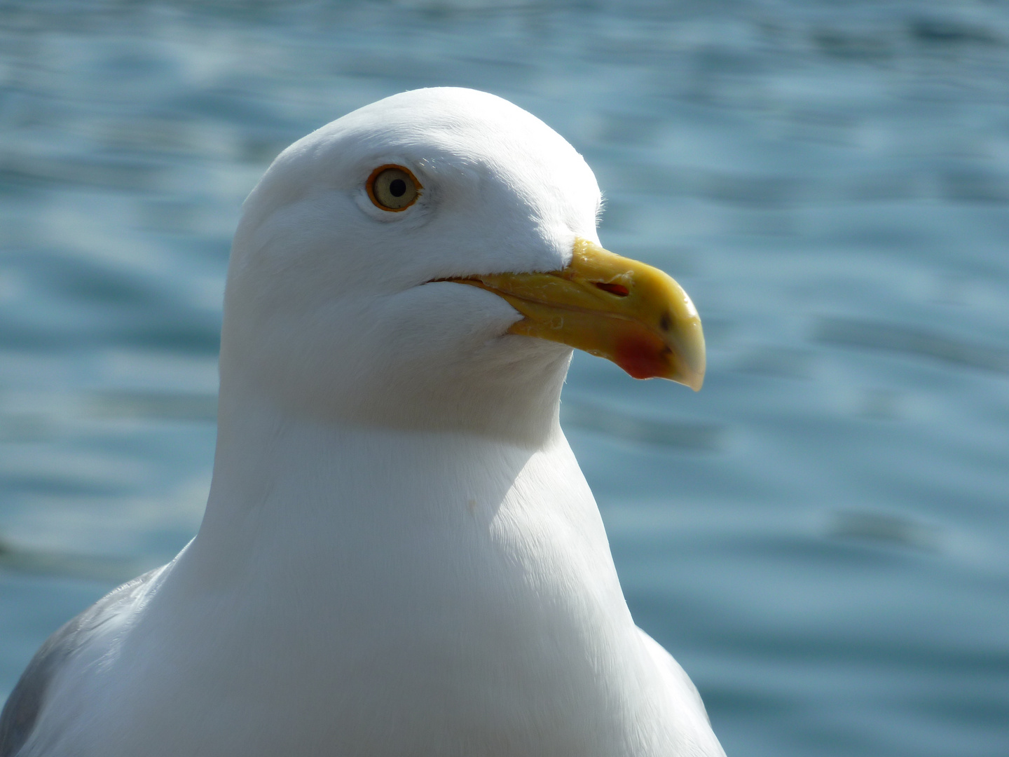 frei nach "Findet Nemo" meins... meins....