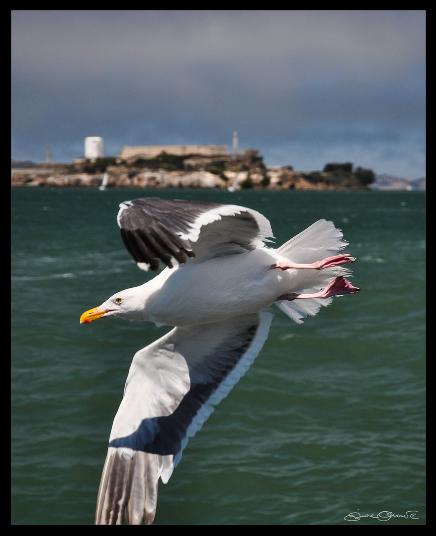 ... frei sein ... (vor Alcatraz)