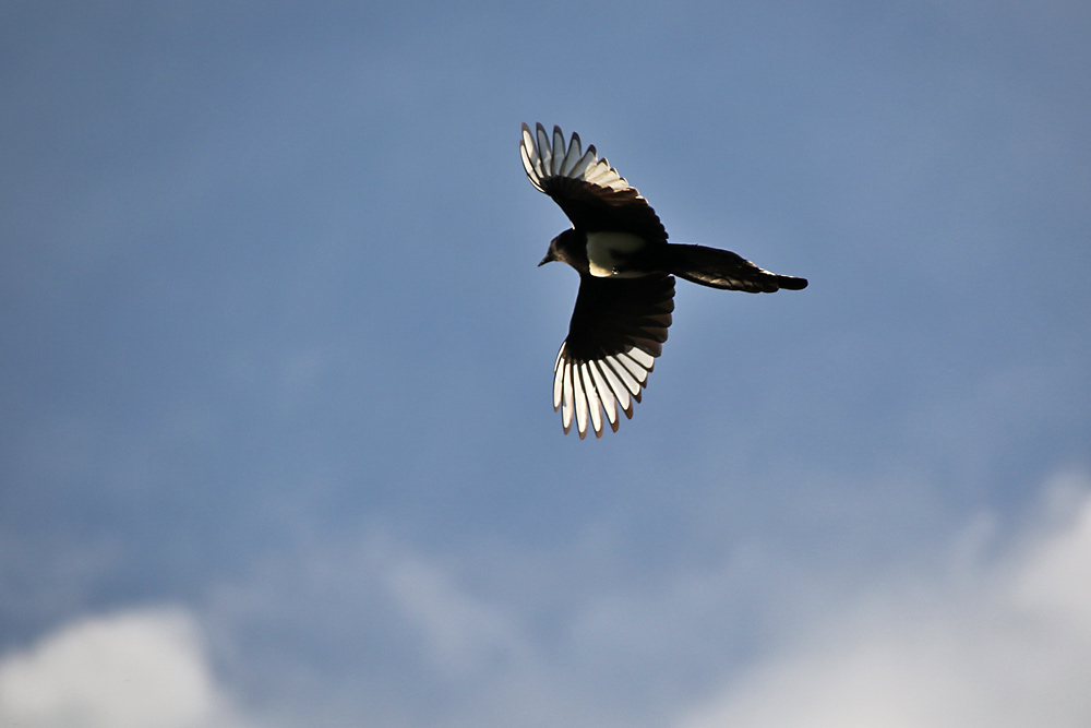 frei sein wie ein Vogel......