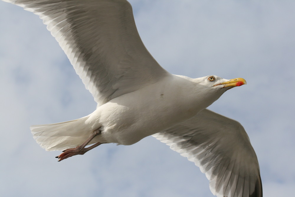 Frei sein wie ein Vogel