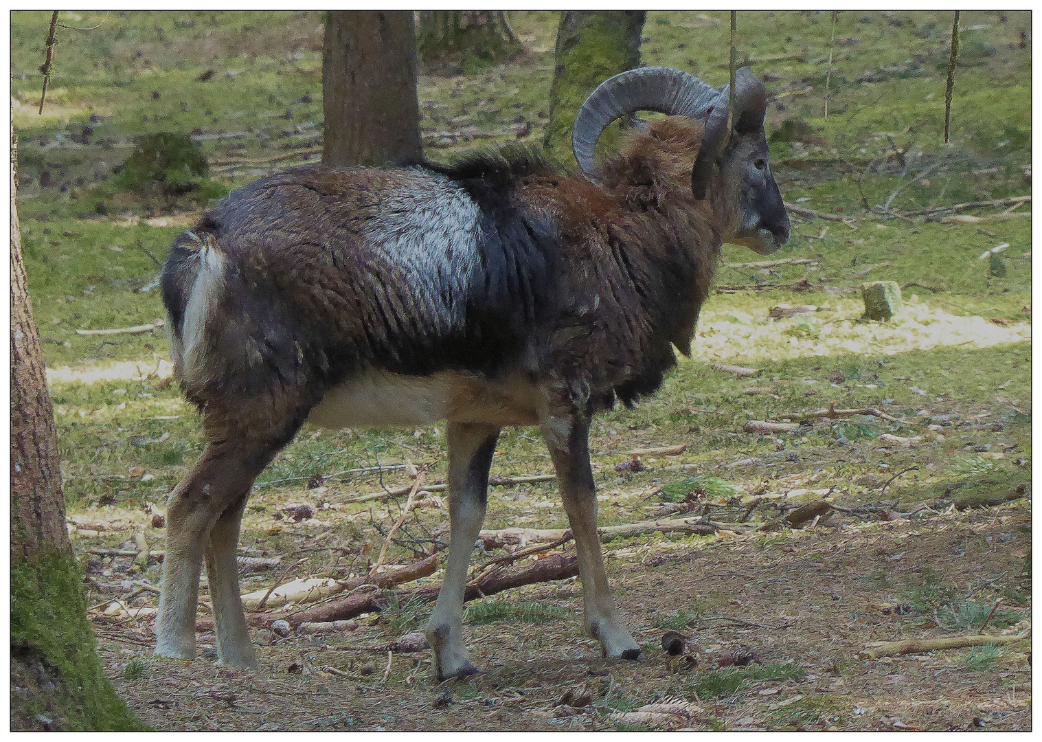 Frei umherlaufende Tiere