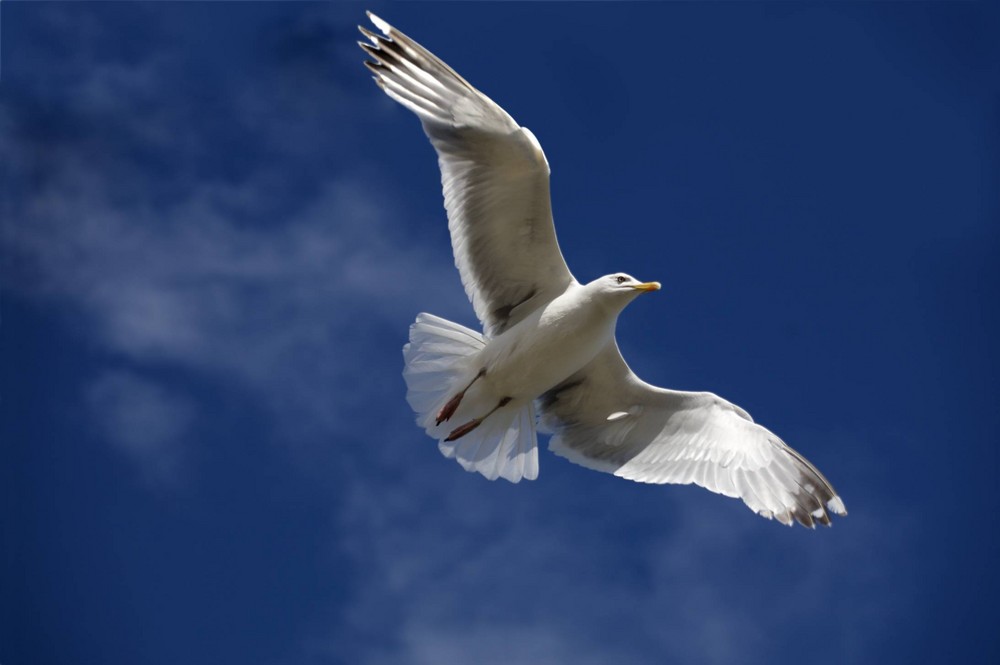 Frei wie der Wind