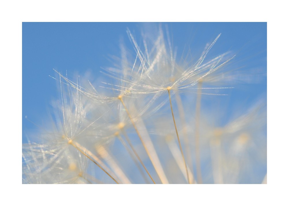 "frei wie der Wind"