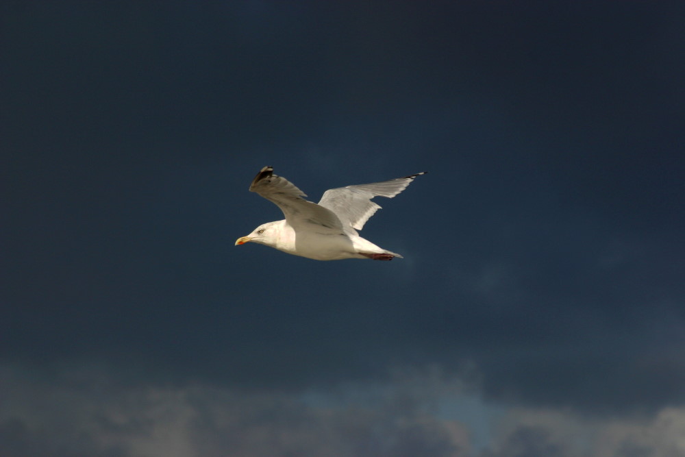 Frei wie der Wind