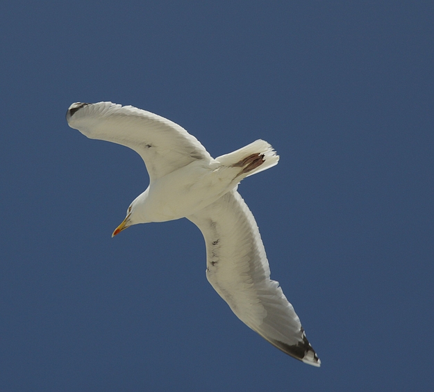 Frei wie der Wind