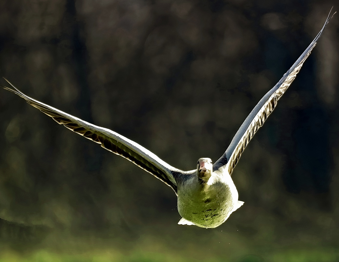 frei wie der Wind