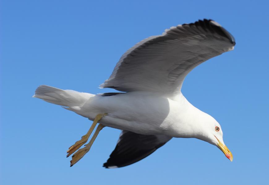 Frei wie der Wind