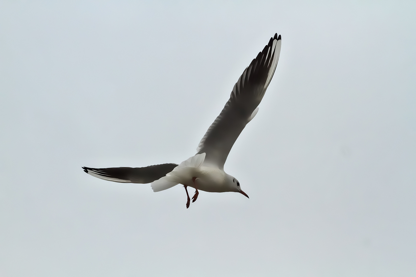 frei wie der Wind