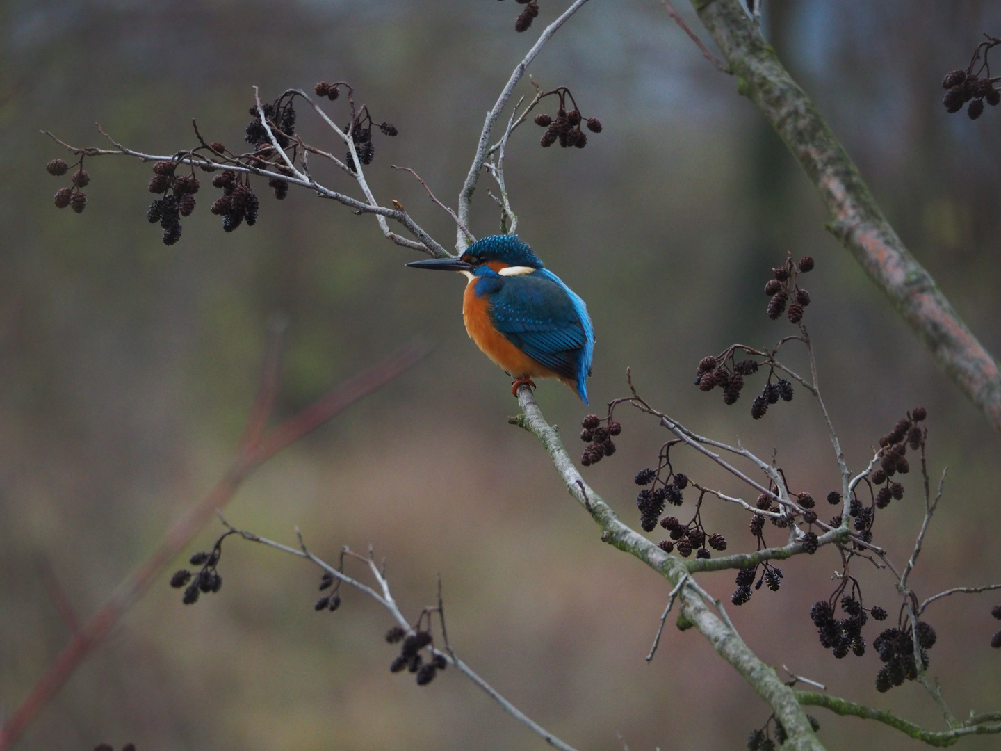 frei - wie ein Eisvogel am Marchfeldkanal